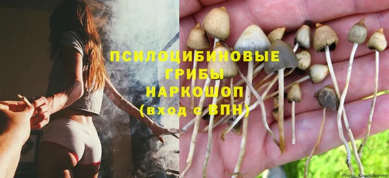 ОМГ ОМГ маркетплейс  Верхотурье  Галлюциногенные грибы Psilocybine cubensis 